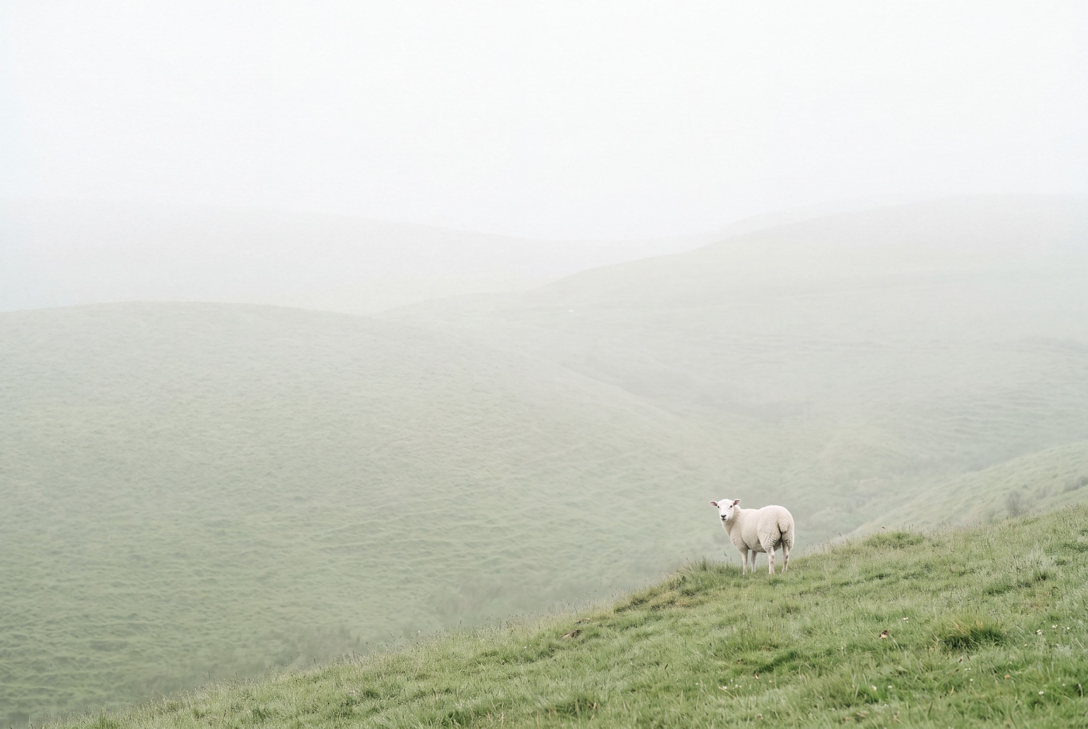 A single white sheep standing alone on a vast misty hillside.